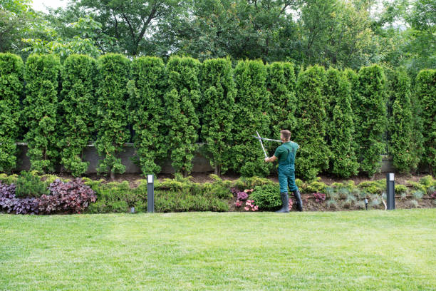 Best Pest Control for Lawns  in Dacula, GA