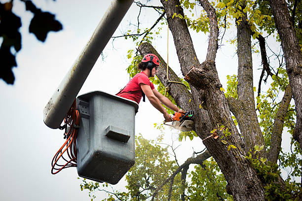 Best Tree Removal  in Dacula, GA