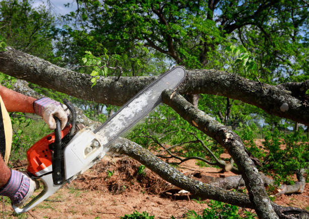 Best Emergency Tree Removal  in Dacula, GA